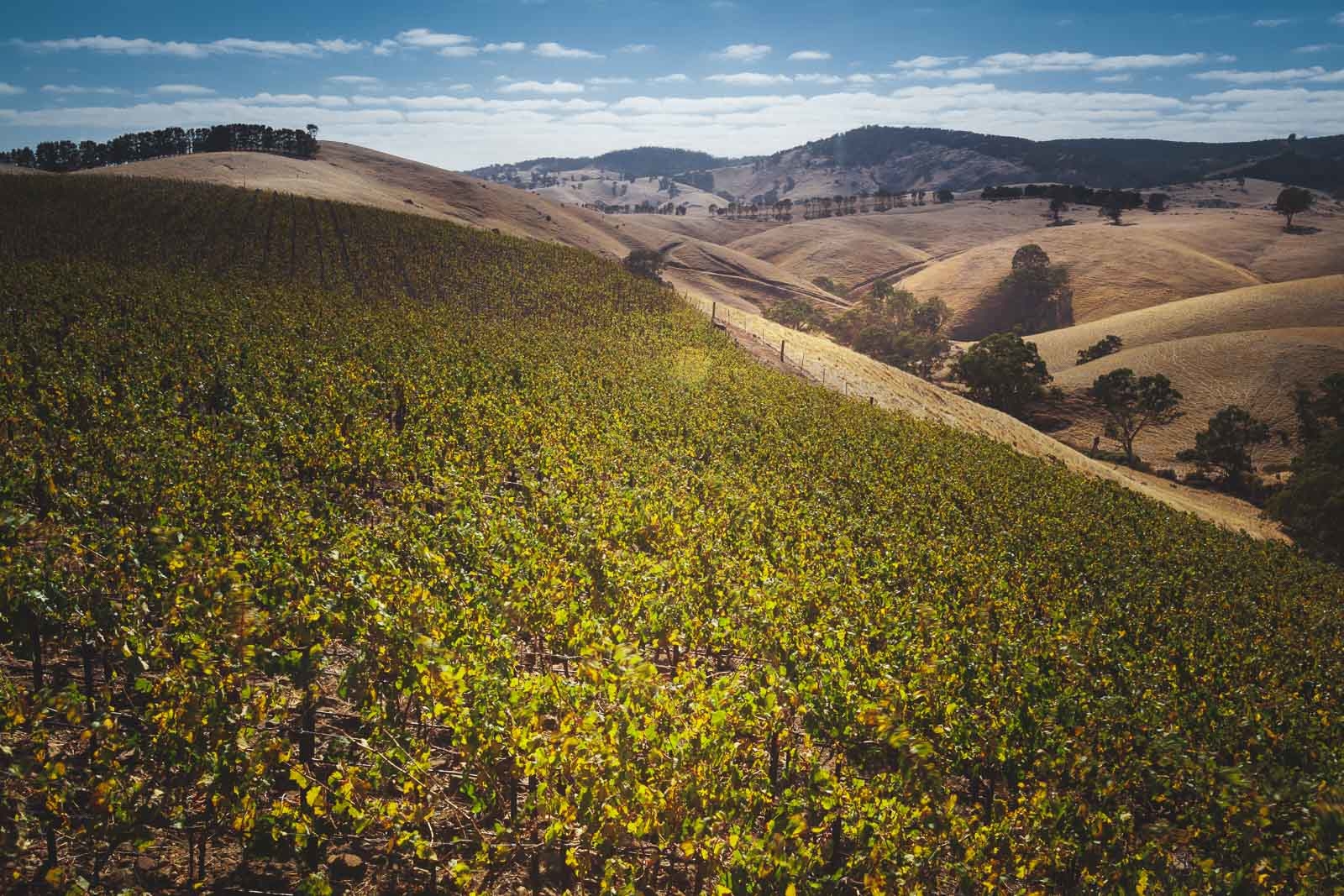 Barossa Valley Wine Route in Australia