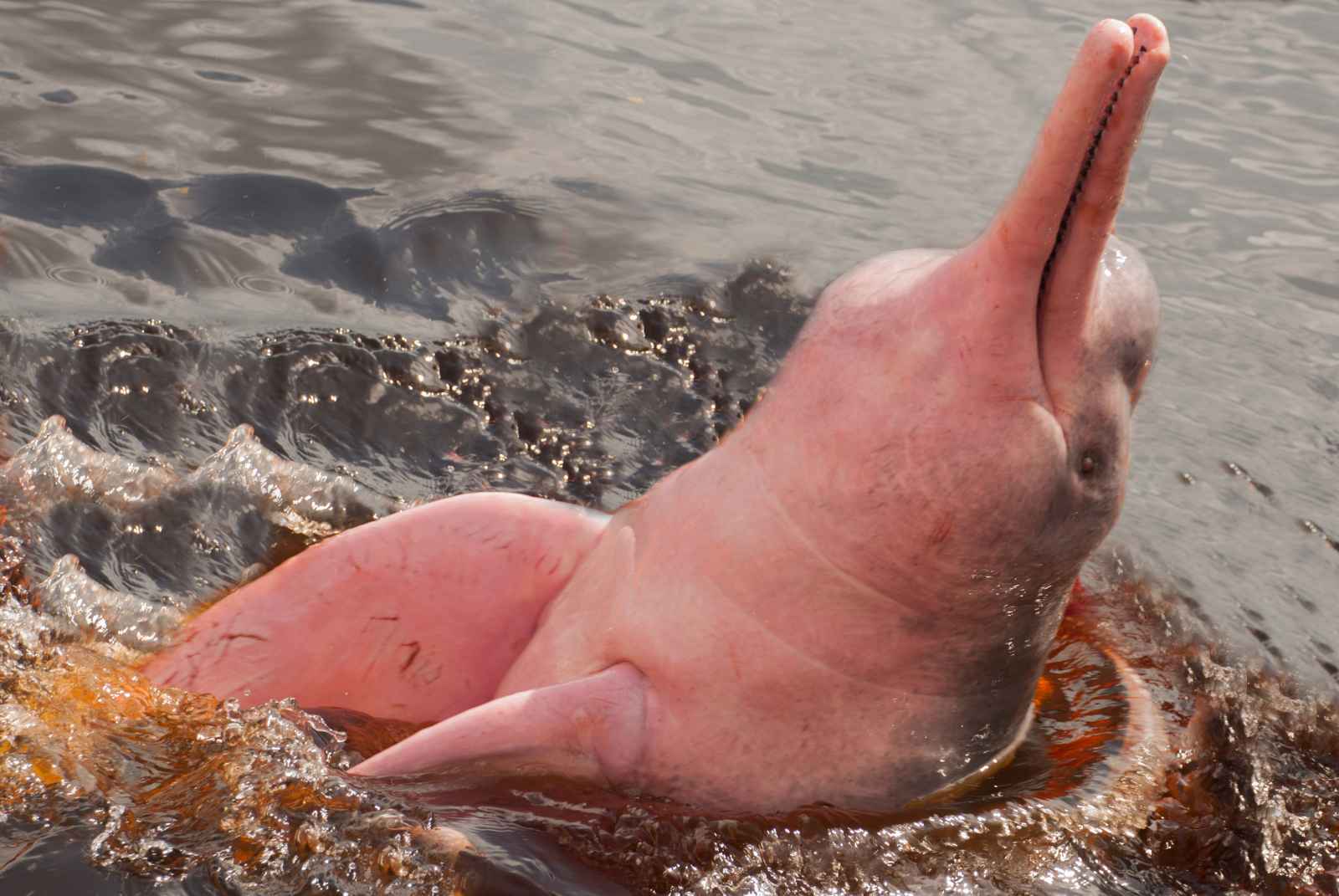 Facts About Bolivia Pink Dolphins