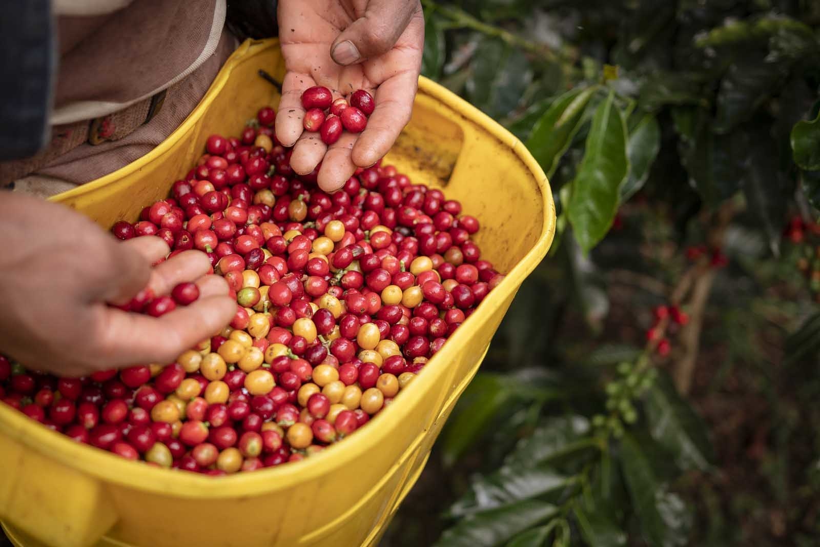 Facts about Colombia Coffee