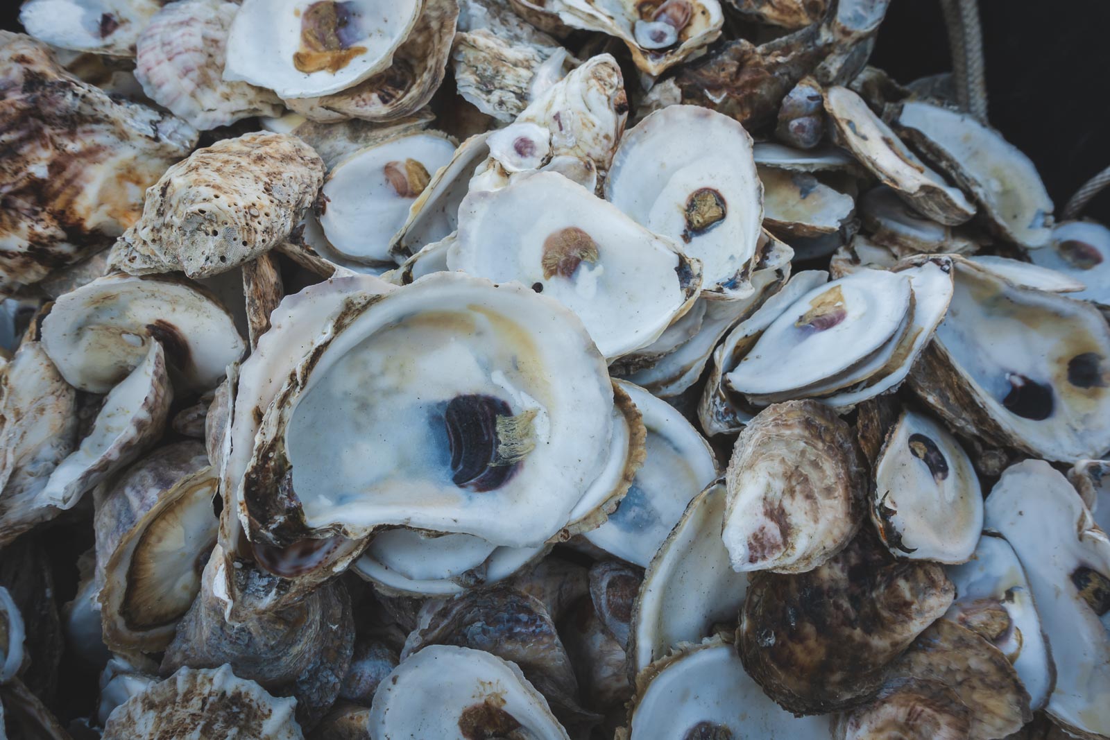 Facts about England Oysters