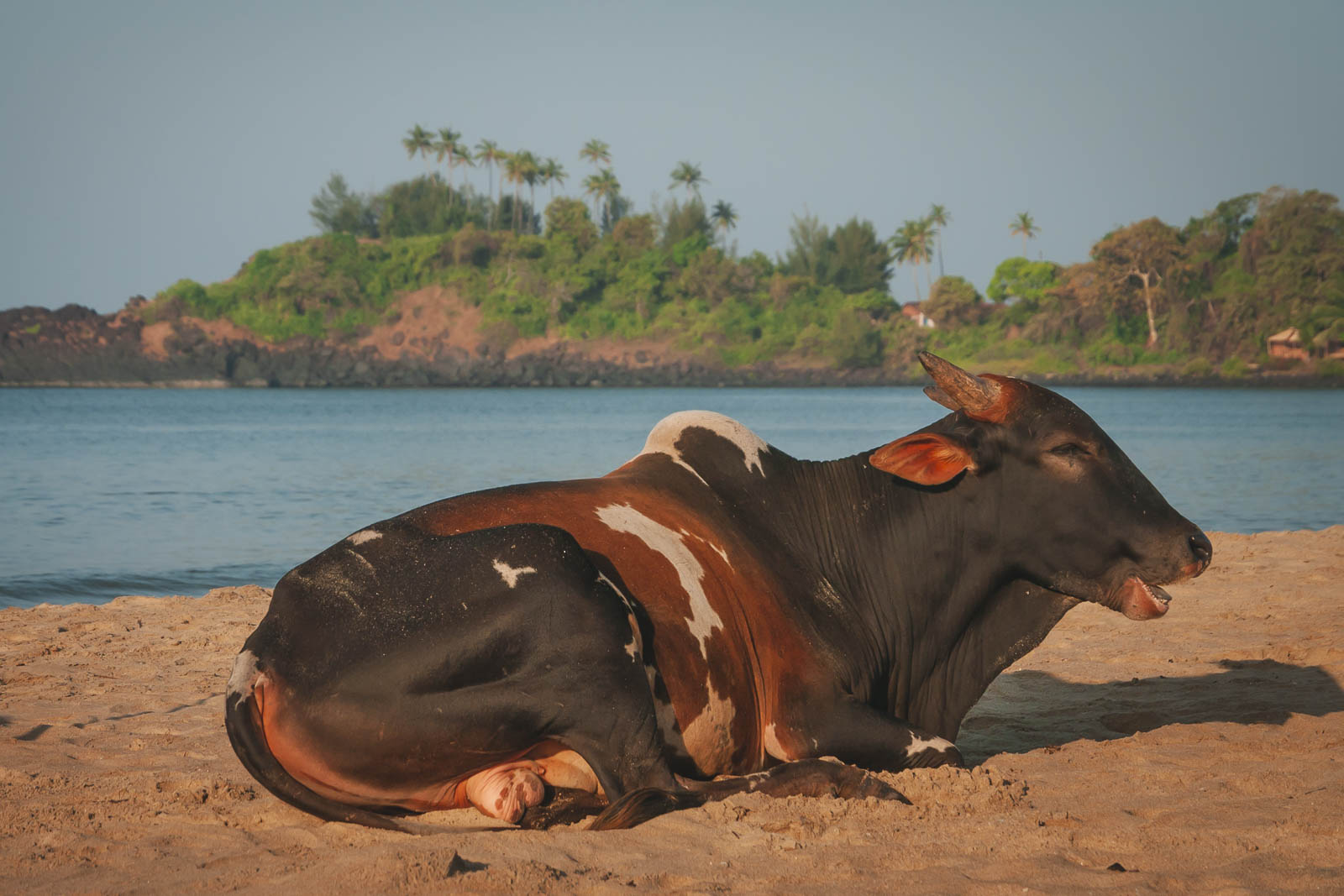 Facts about India the Cows are sacred