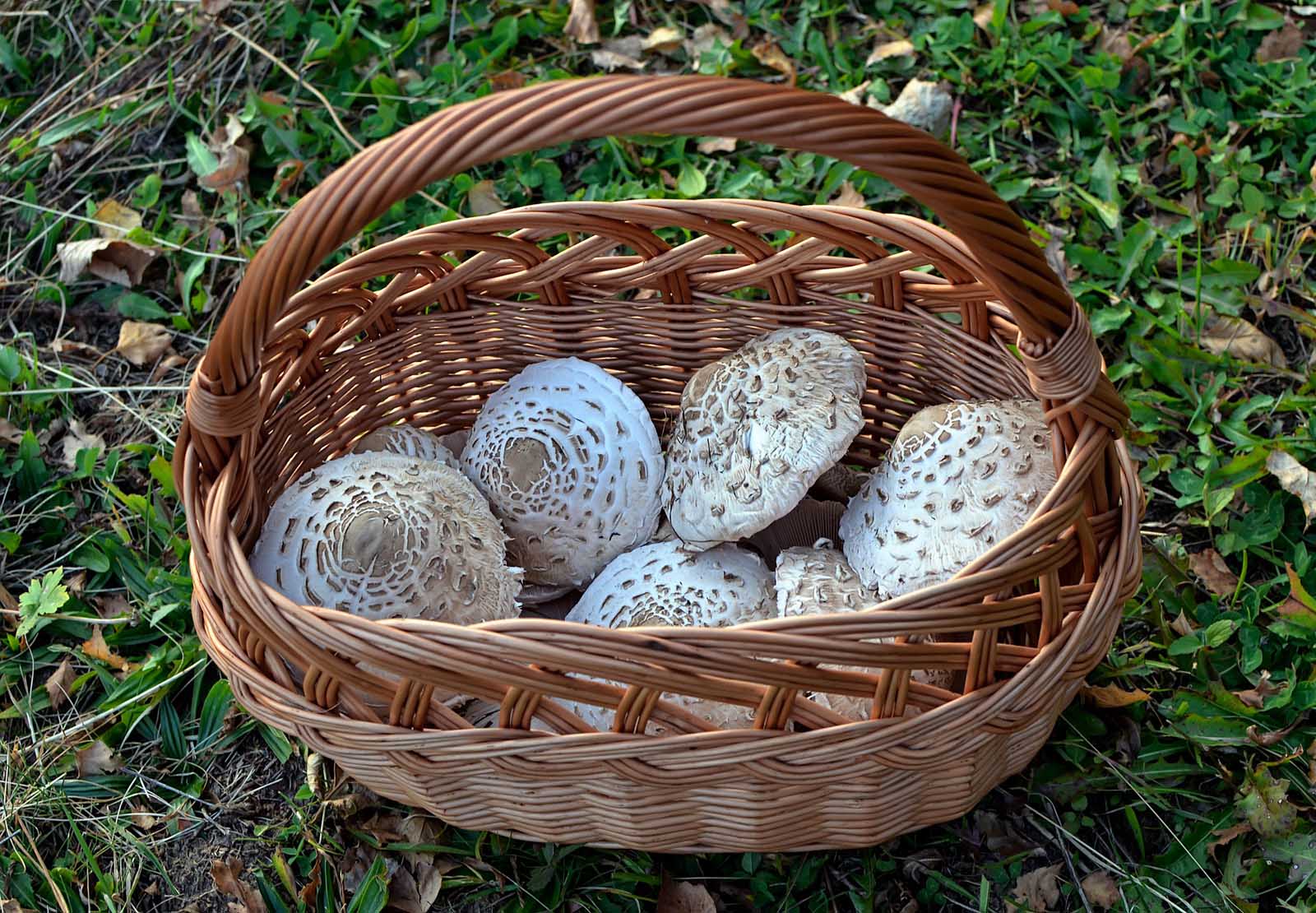 Facts about Poland Mushroom Foraging