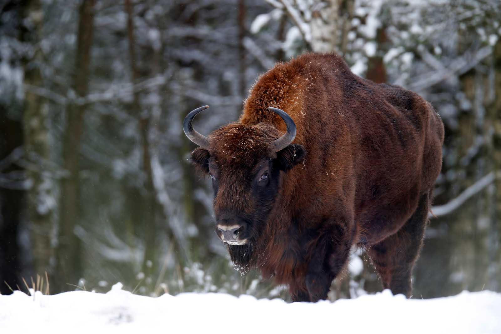 Facts about Poland Abundant Wildlife Bison
