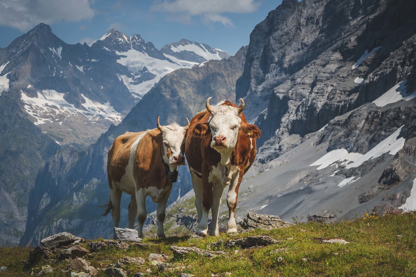 Switzerland Road Trip Itinerary - Cows in mountains