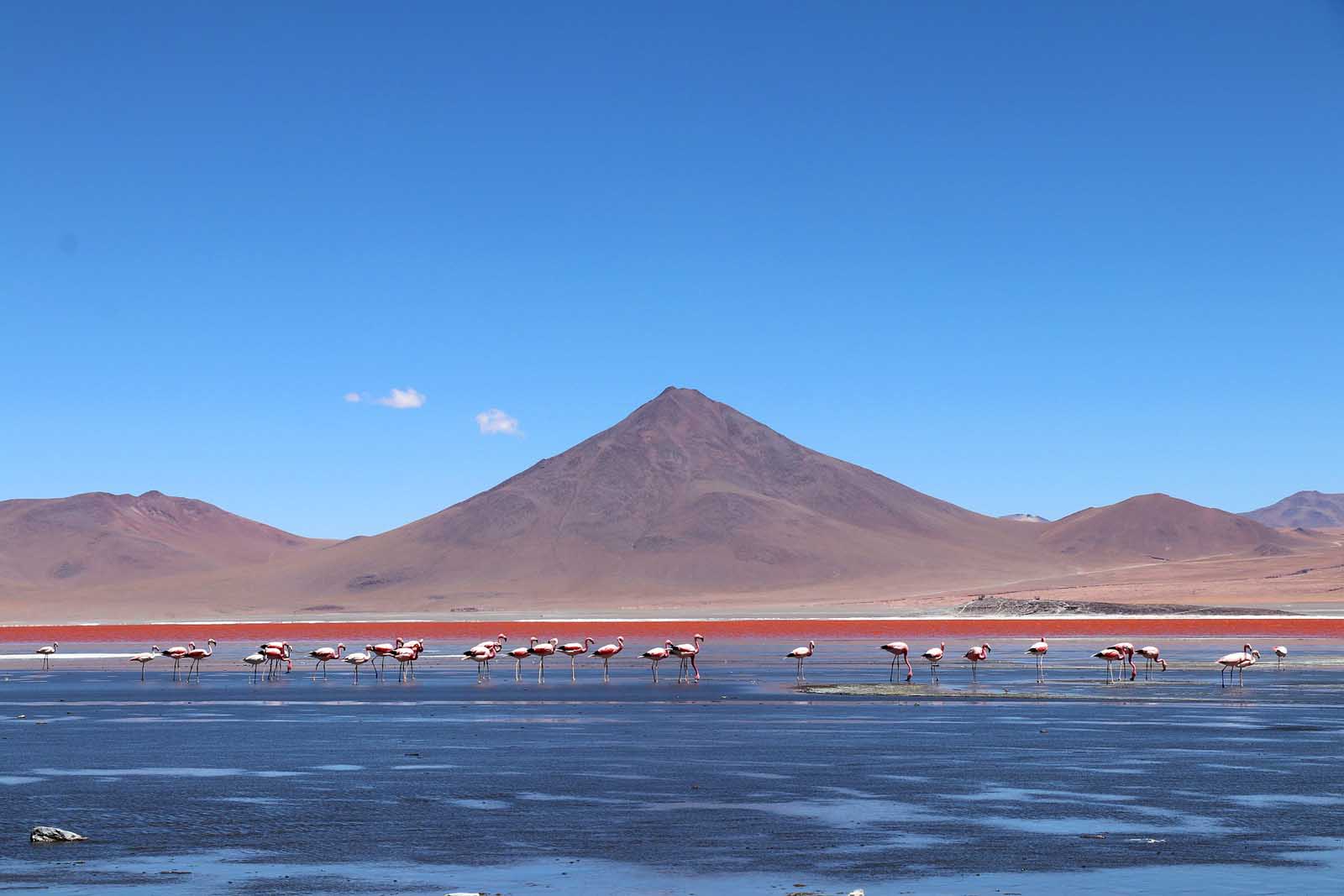 Flamigoes on the Bolivian Salt Flats