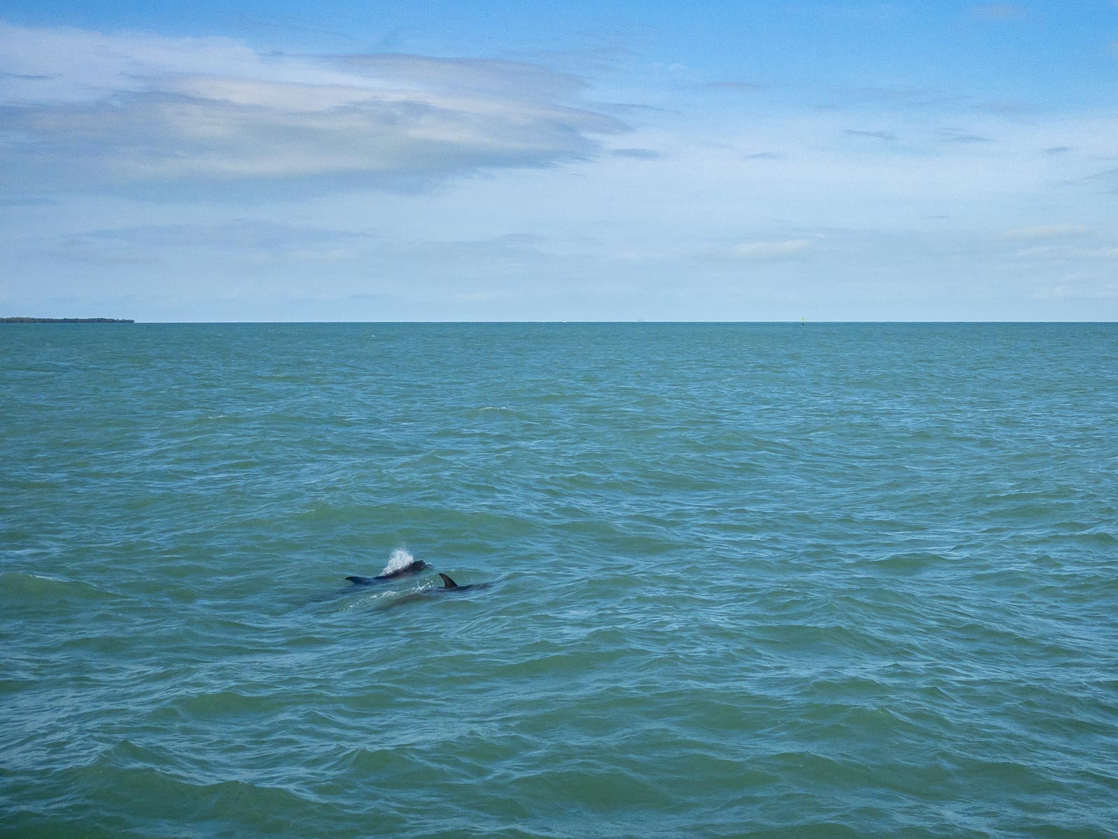 dolphin watching florida keys key west