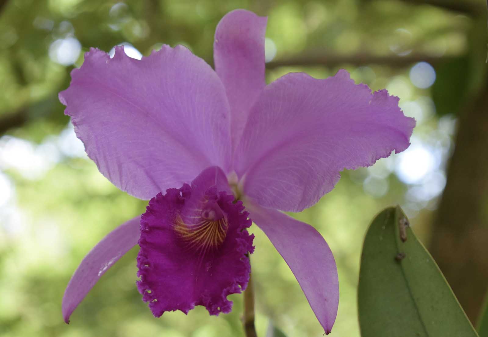 Fun facts about Colombia Orchids