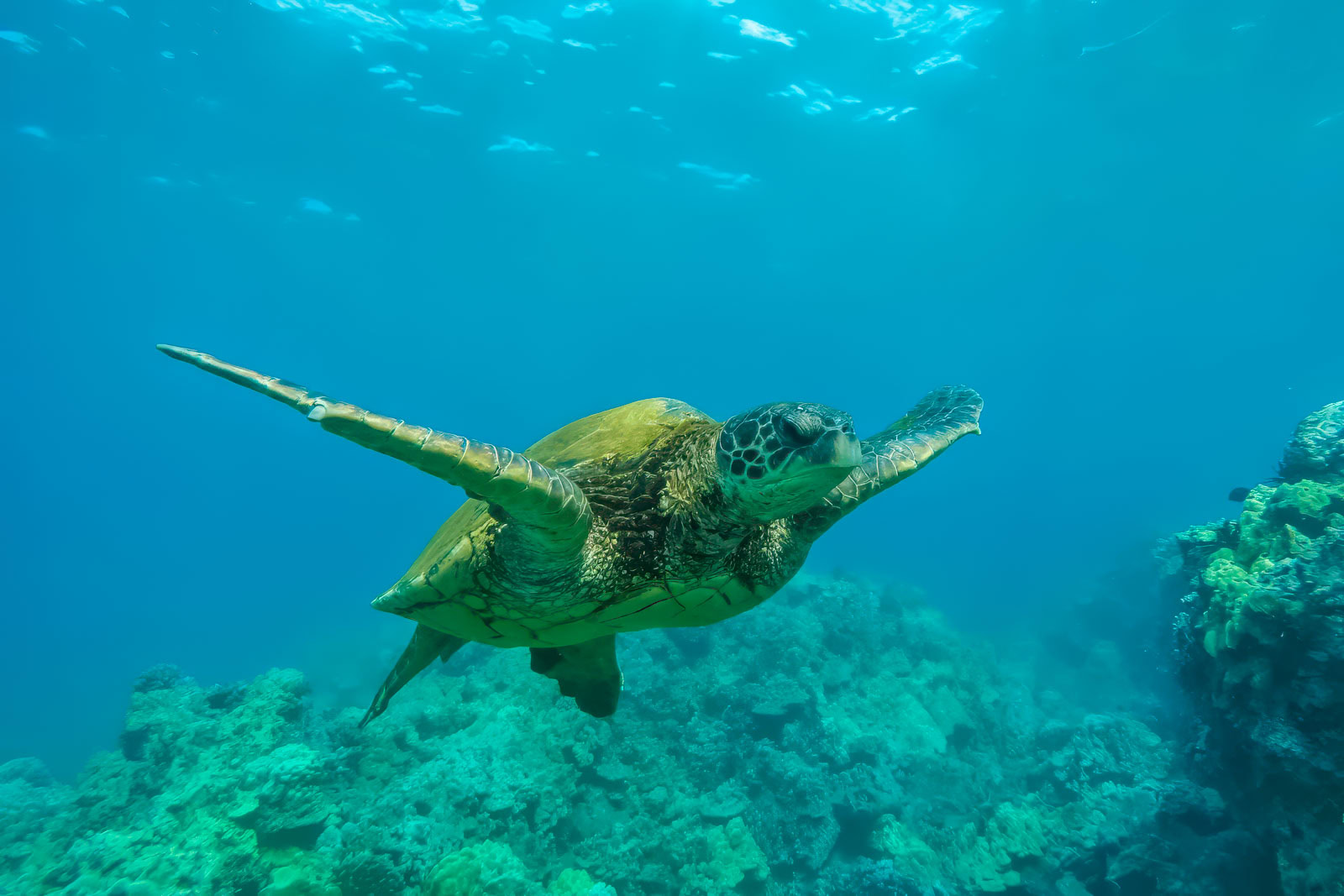15 Fascinating Fun Facts About Hawaii You Will Love Fhauth Travel Blog