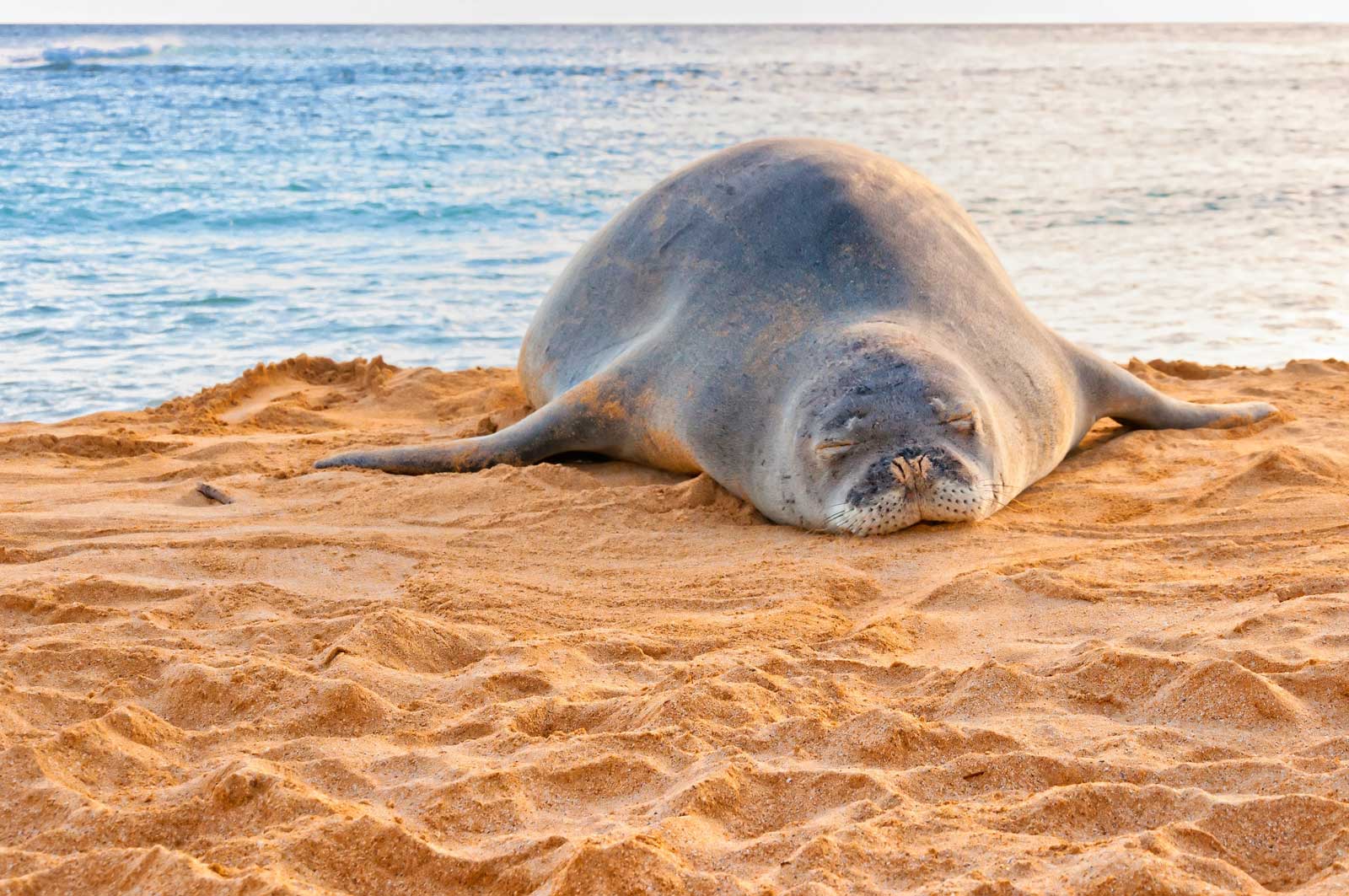 Fun facts about Hawaii monk seal