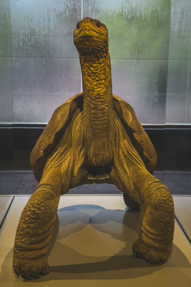 Galapagos Cruise Lonesome George Tortoise