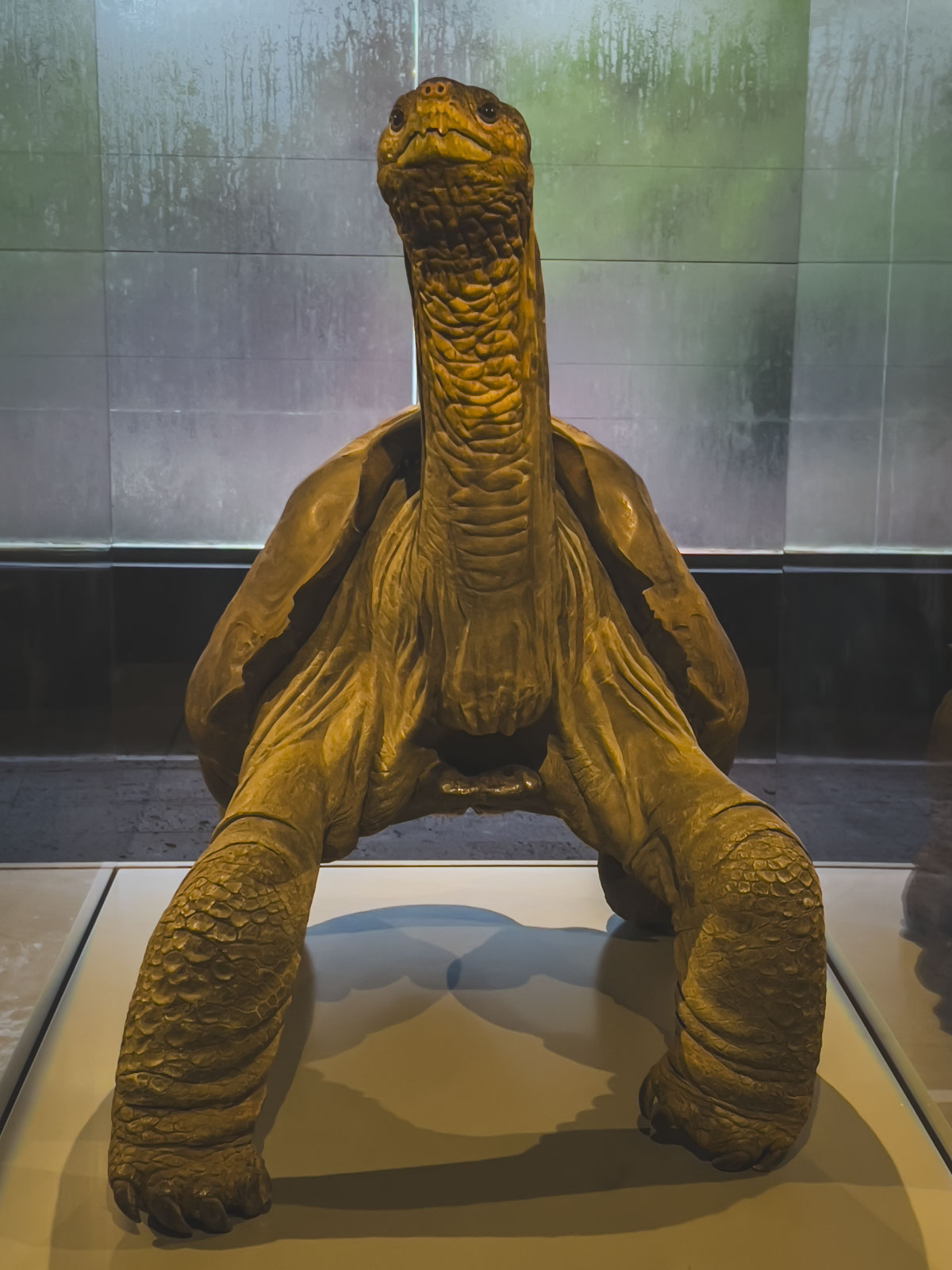 Galapagos Cruise Lonesome George Tortoise