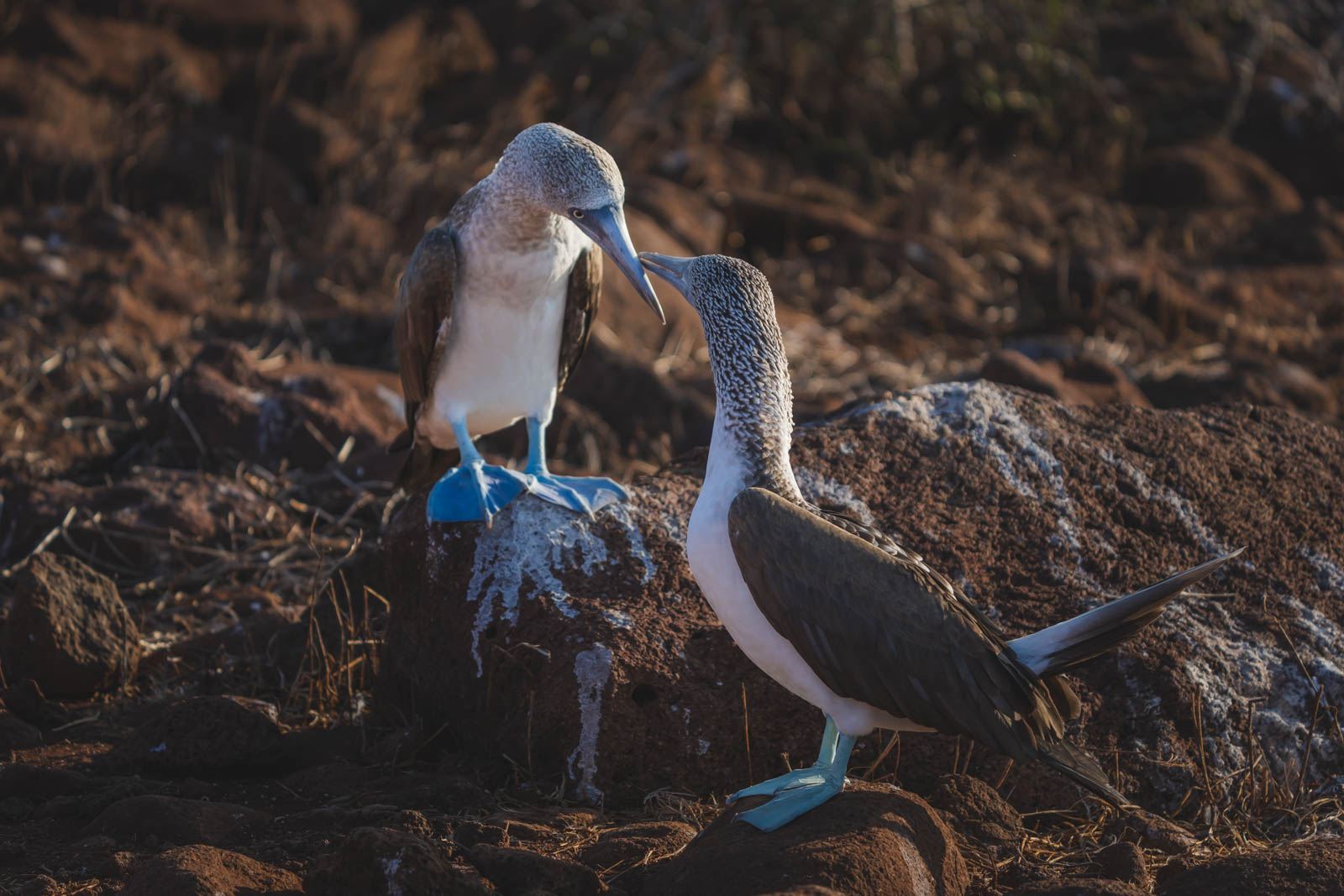 Galapagos Cruises Mating Blue footed Boobies