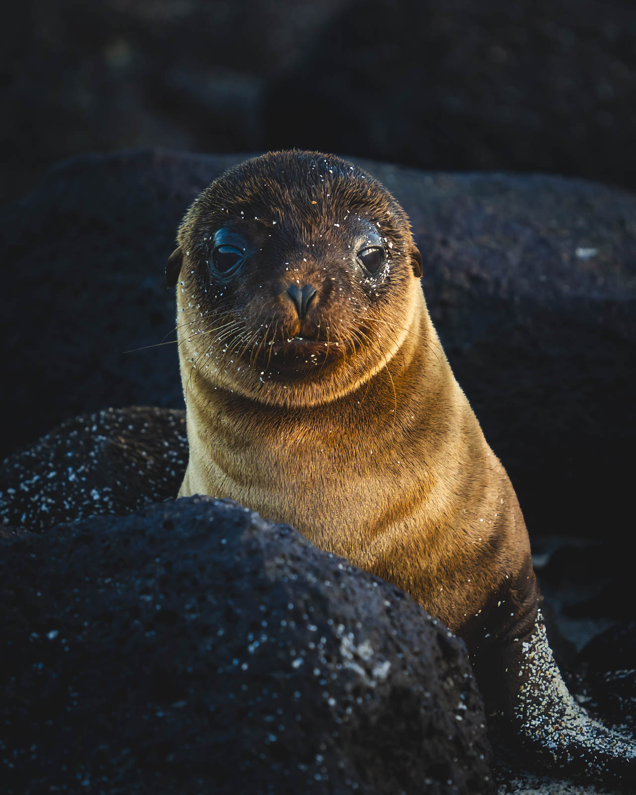 Galapagos Cruise Mosquera Island Baby Sea Lion