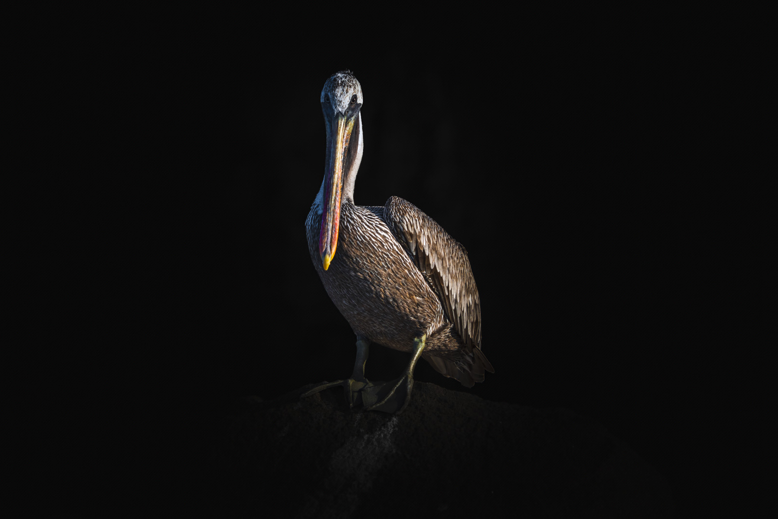 Galapagos Cruise Mosquera Island Pelican