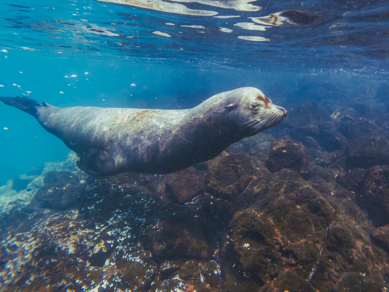 galapagos cruises deep water snorkeling sea lion 