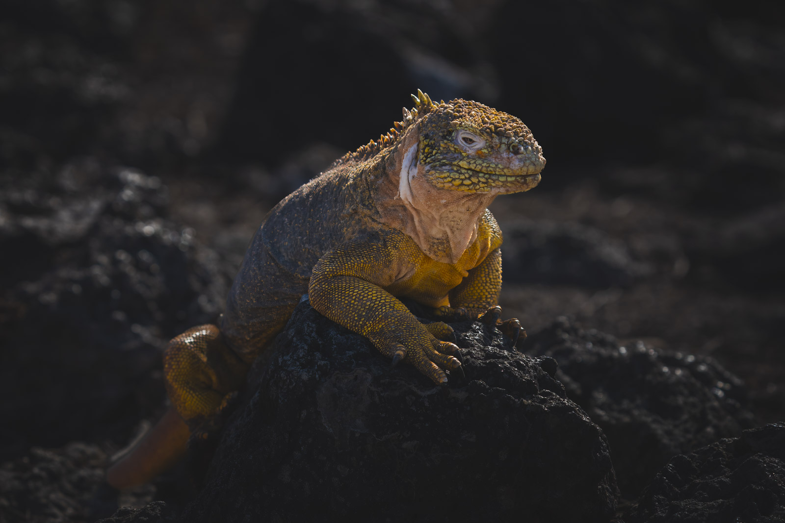 Galapagos Cruise Santa Fe Islands Smiling iguanas