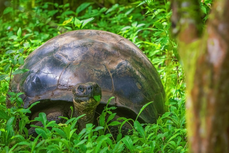Giant Tortoise on Santa Cruz and Isabela Island Galapagos Islands