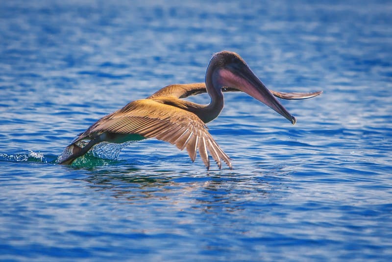 Galapagos Islands Ecuador pelican