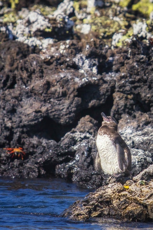 penguins in the Galapagos Islands