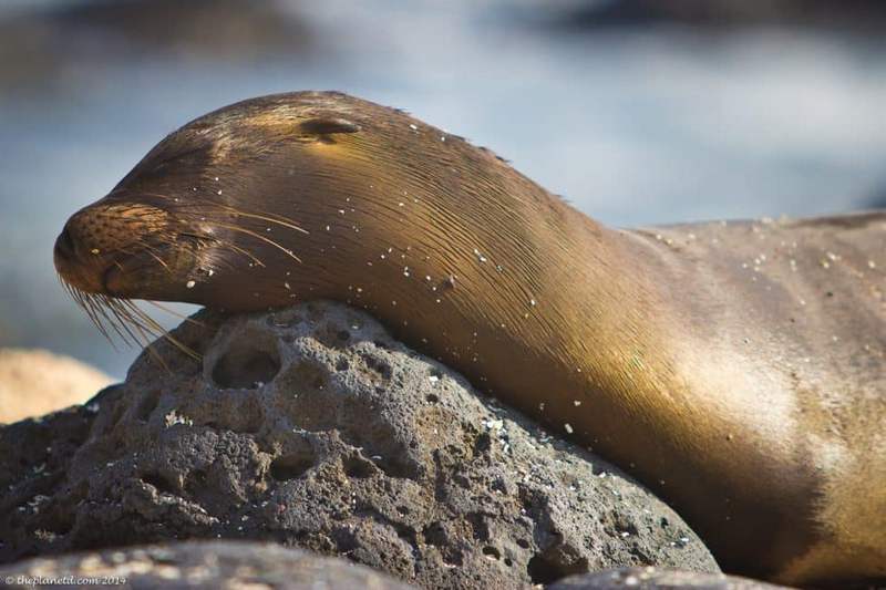 Galapagos Islands Ecuador sea lions