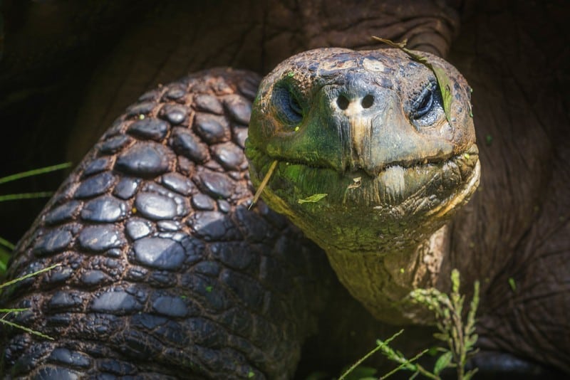 animals on the Galapagos Islands Ecuador - tortoise