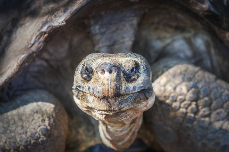 Galapagos Islands Ecuador turtle