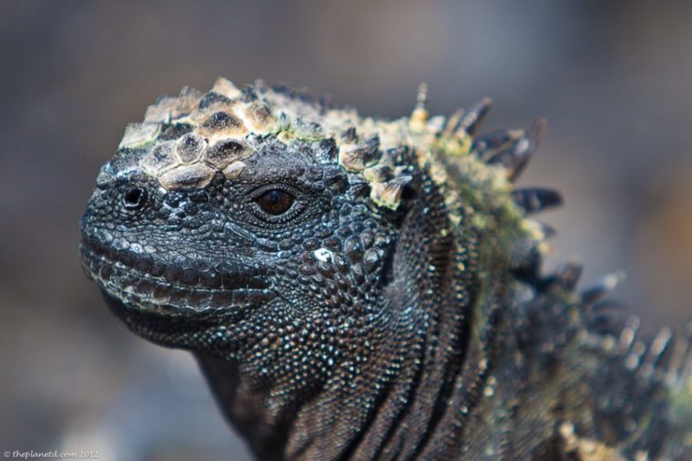 Marine Iguanas Feeding Underwater in the Galapagos | The Planet D