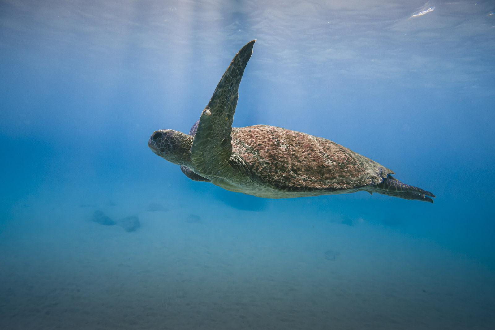 Galapagos Islands Swimming Sea Turtle