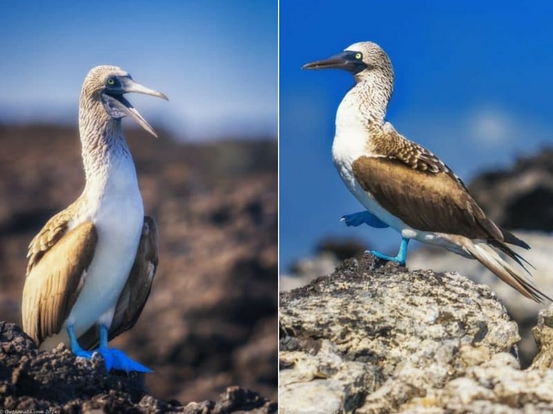 Galapagos Islands blue footed boobies