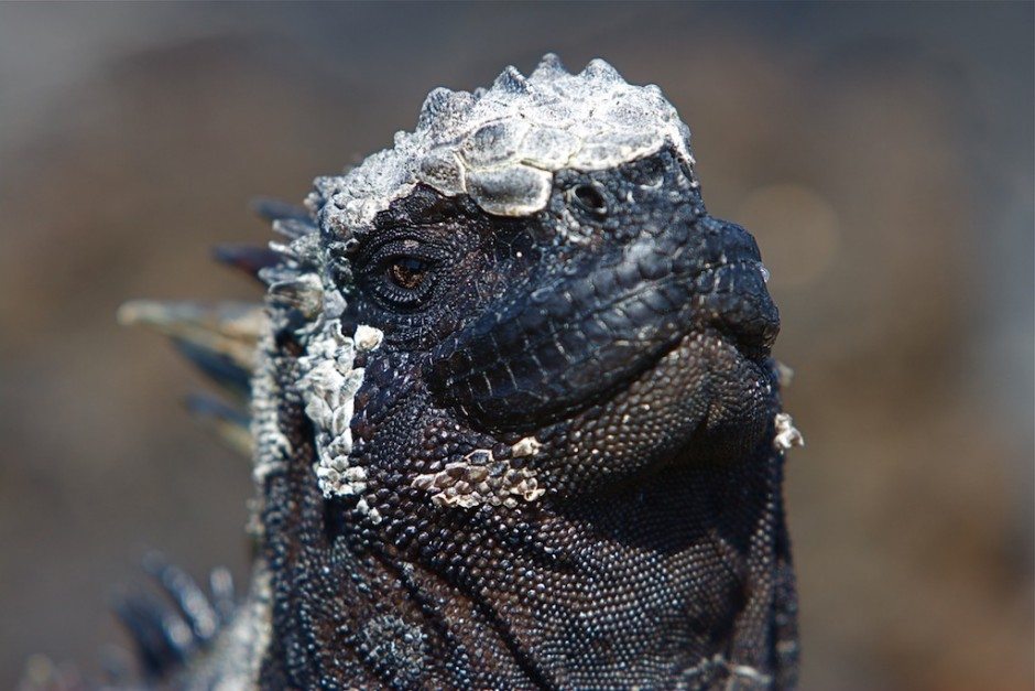 Marine Iguanas Feeding Underwater in the Galapagos The D