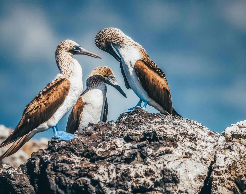 Unique Galapagos Islands Animals in Photos