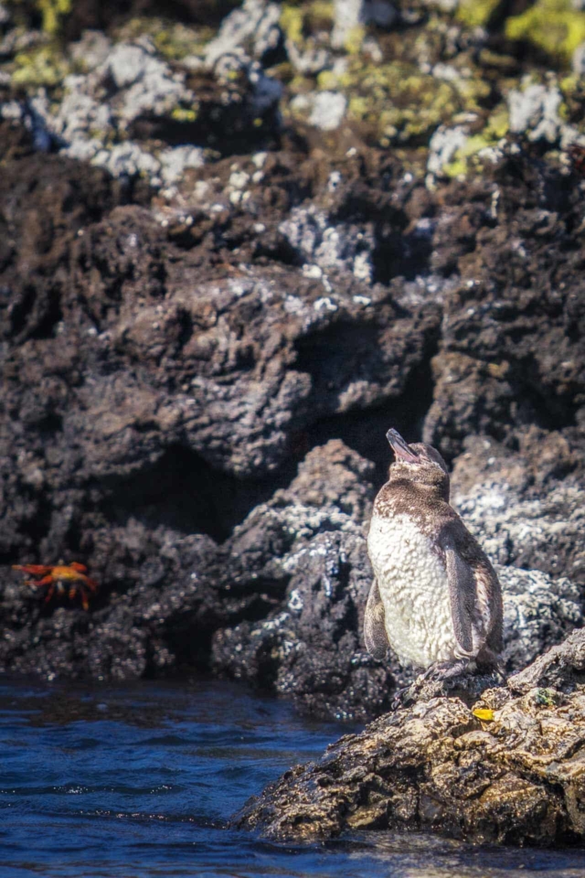 galapagos islands animals penguin