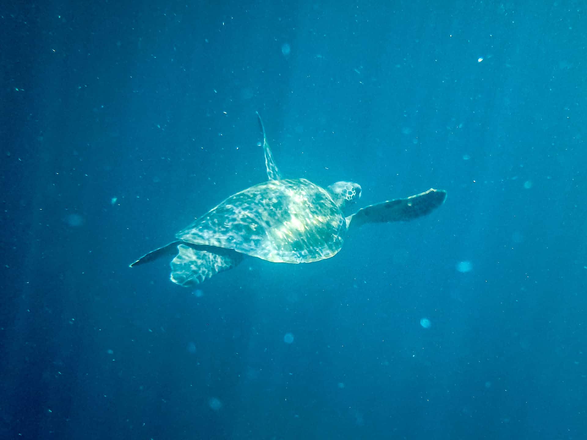 sea turtle in the galapagos islands waters