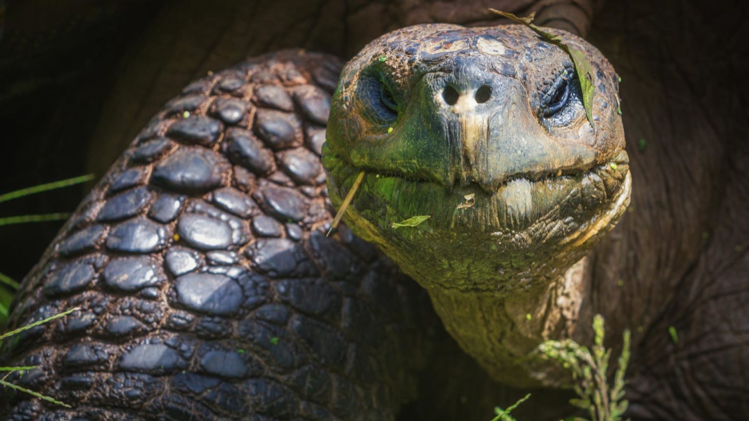 Unique Galapagos Islands Animals in Photos | BM Global News