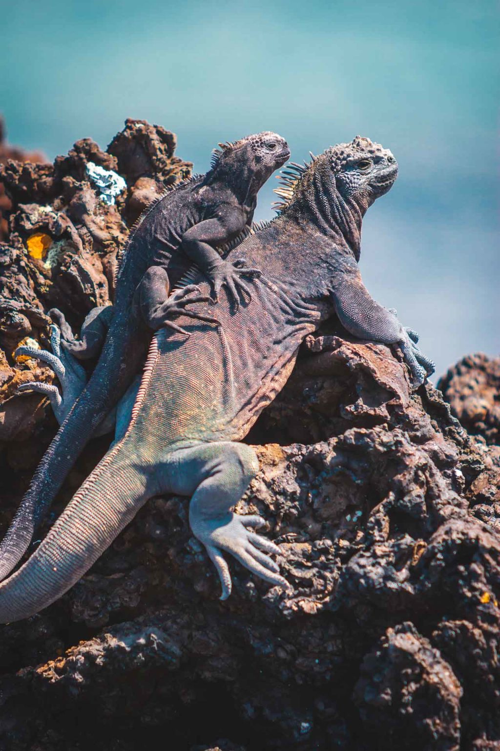 Unique Galapagos Islands Animals in Photos | BM Global News