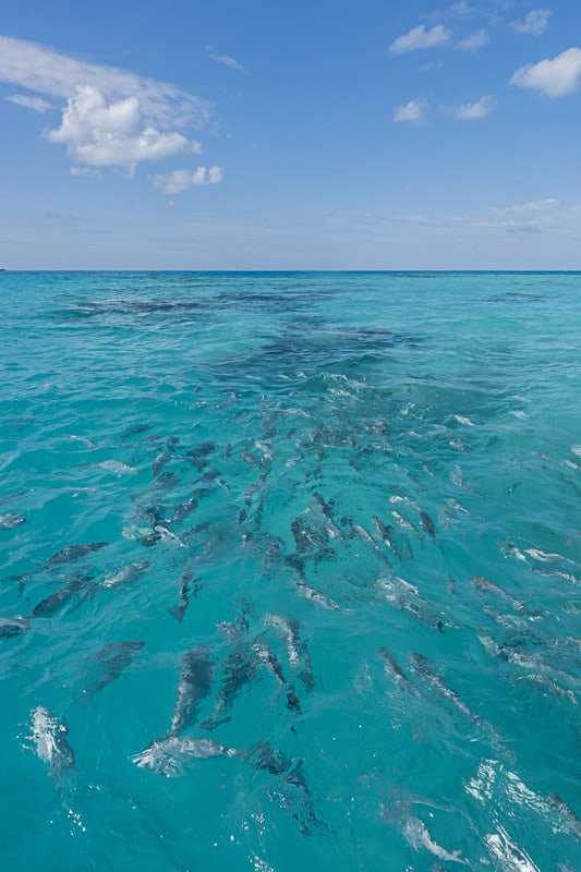 Glass bottom Kayaking in Bermuda