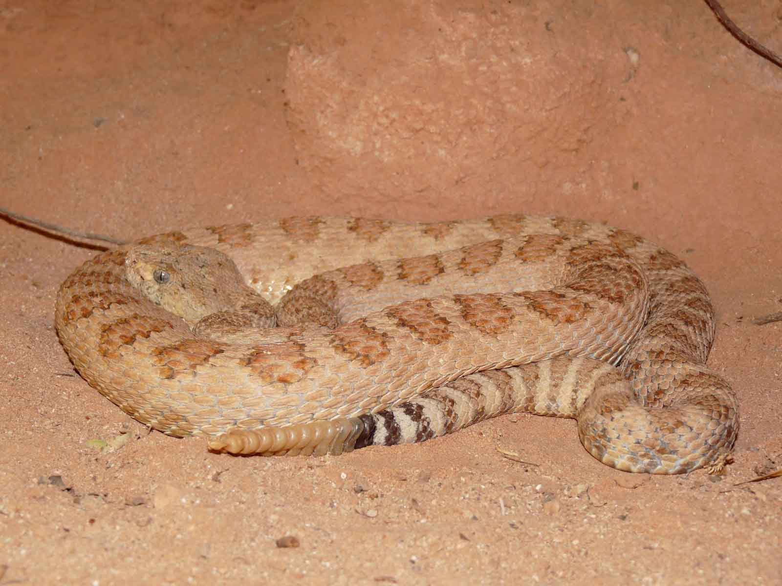 facts about the grand canyon pink snake