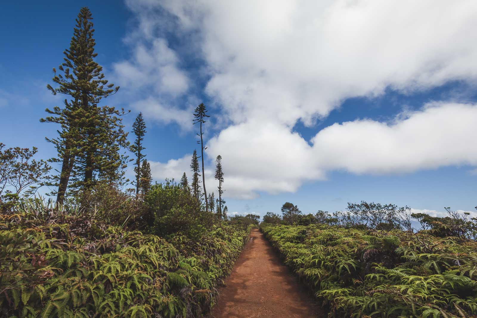 Monro Trail Hike in Hawaii