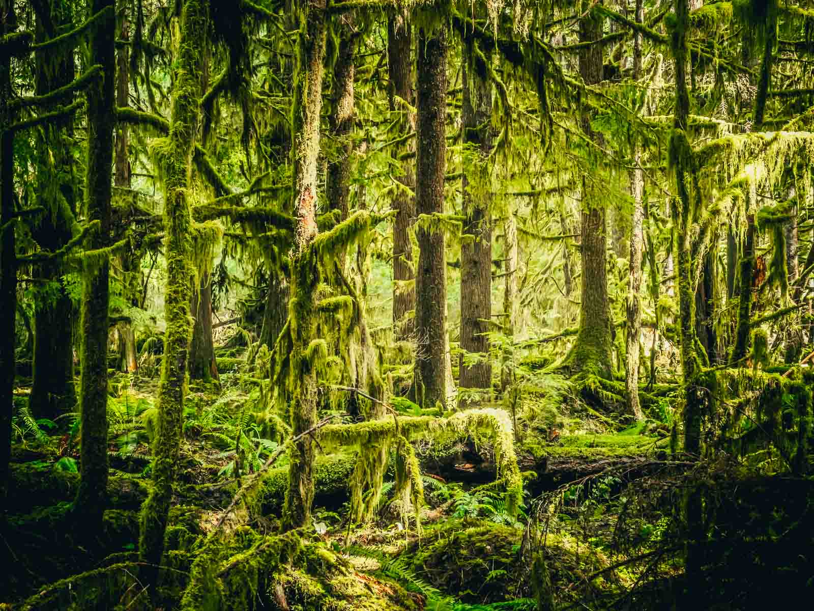Best Hikes in Olympic National Park Hall of Mosses Trail