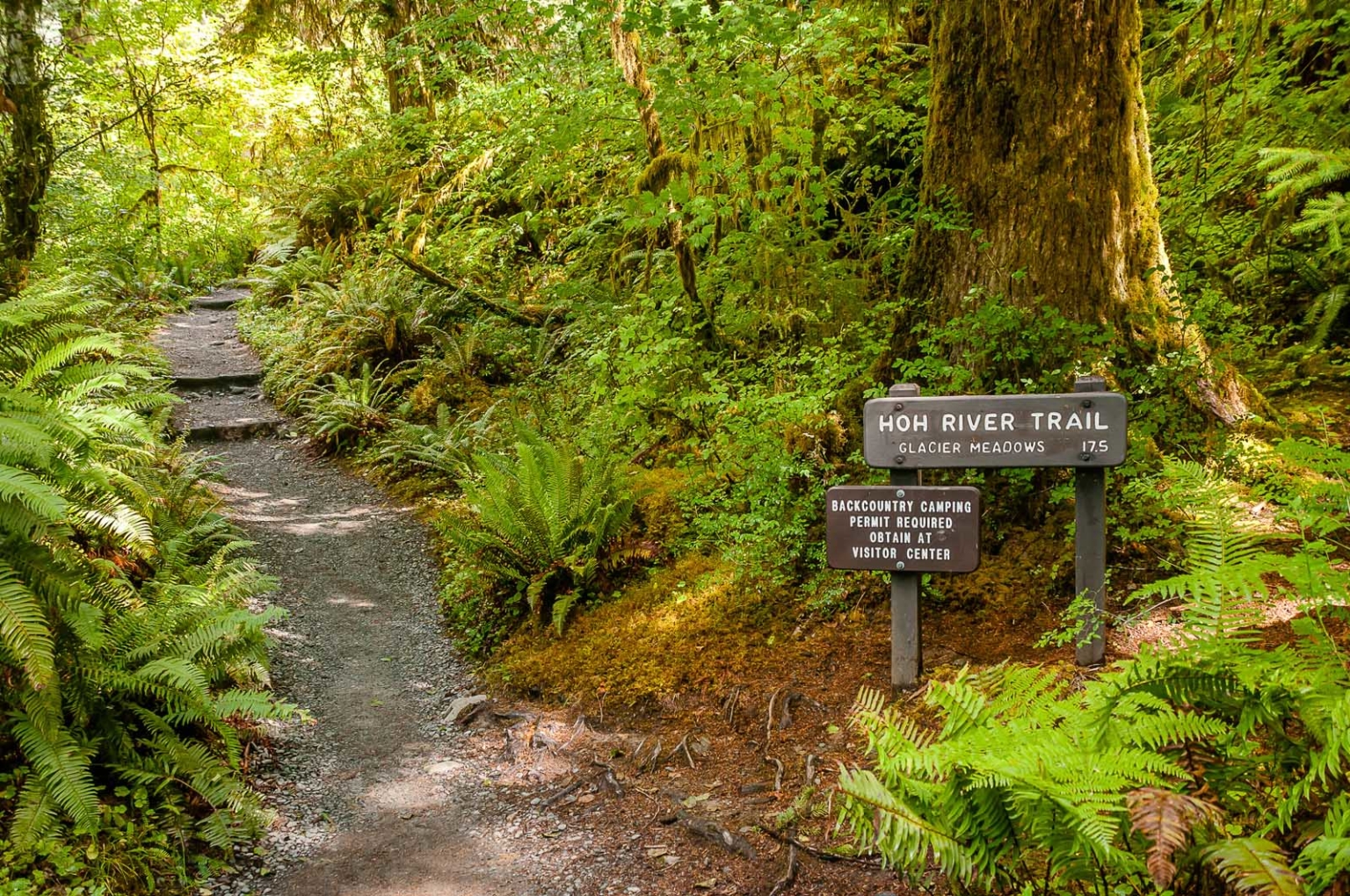 Hiking in Olympic National Park