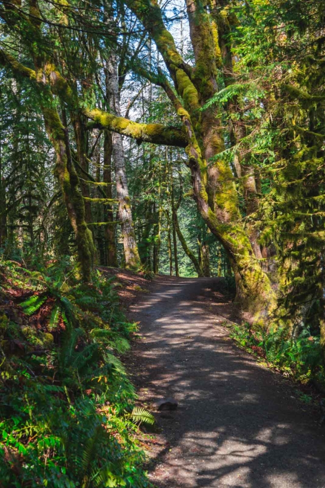 Best Hikes in Olympic National Park Royal Basin Trail