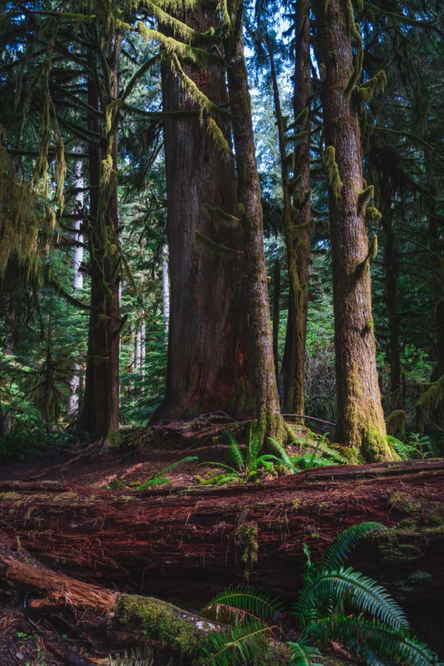 Best Hikes in Olympic National ParkSpruce nature trail