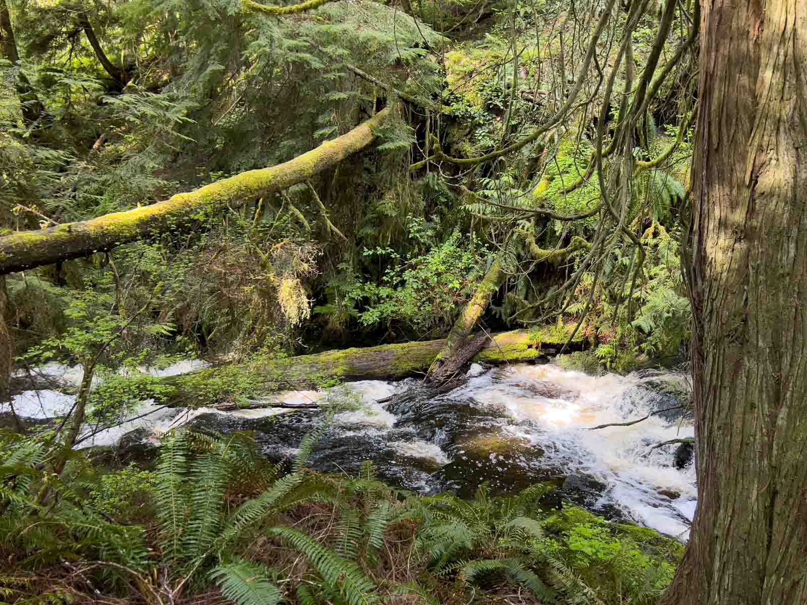 Best Hikes in Olympic National Park Staircase Rapids Loop