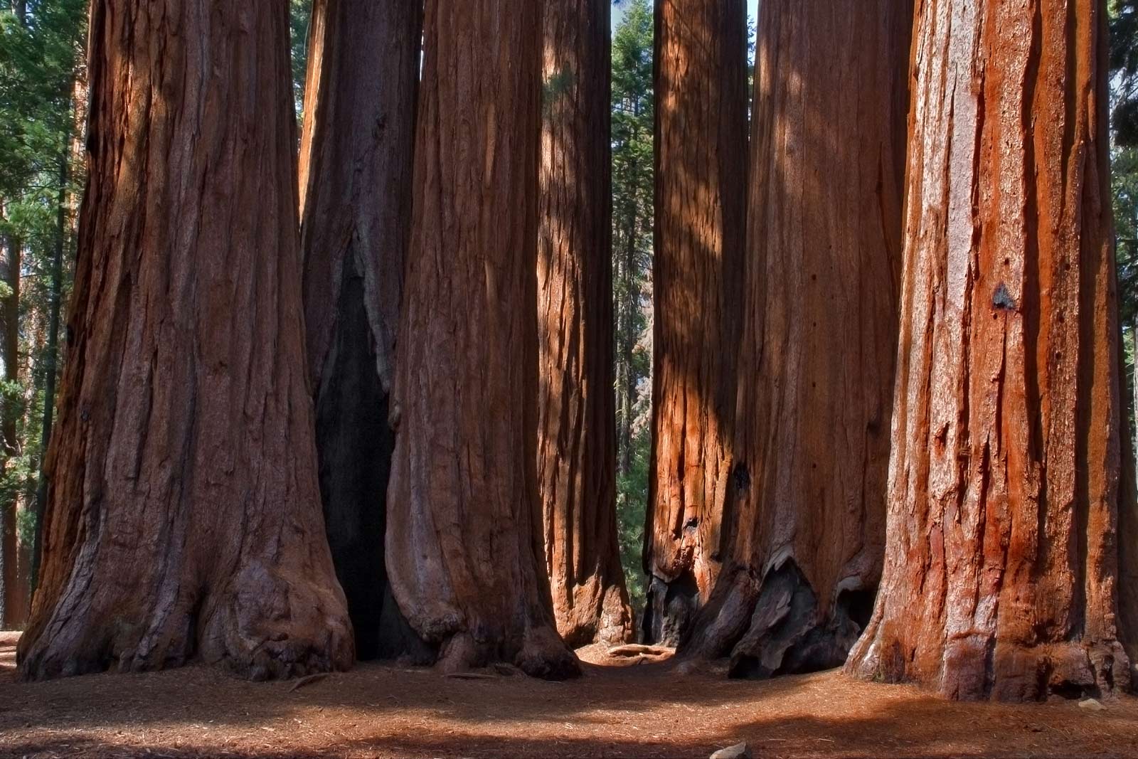 Reinhardt Redwood Regional Park Hikes San Francisco