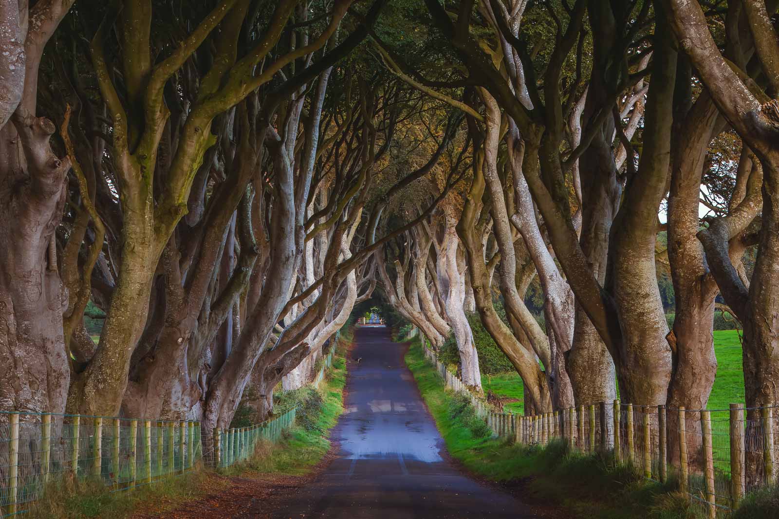 How to visit the Giants Causeway Dark Hedges