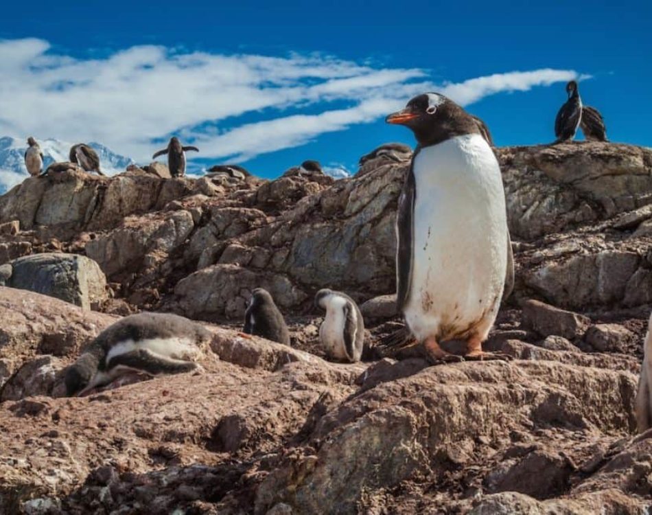How to Pack for an Antarctica Cruise