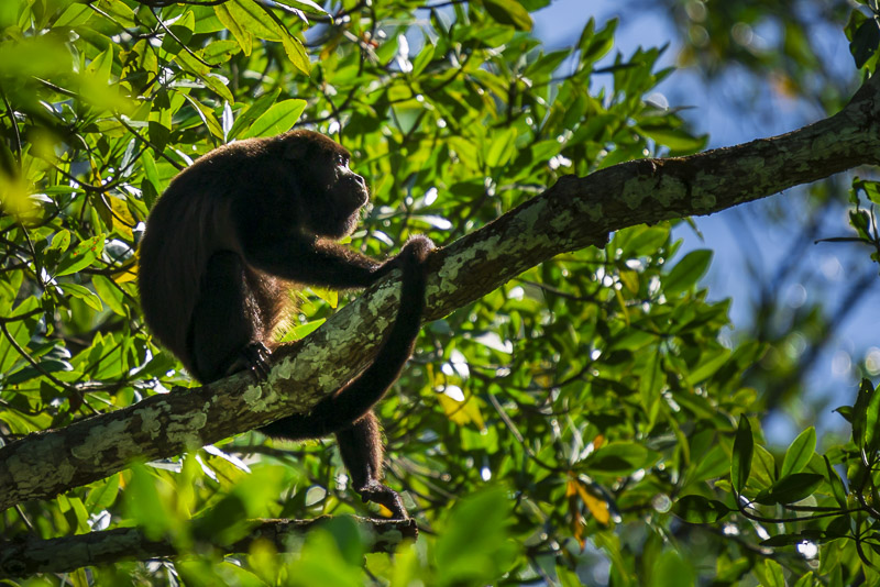 Howler Monkey in Costa Rica