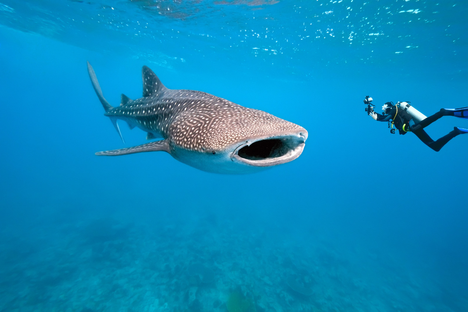 Maldives Trip cost Tours And Activities Snorkeling trips to a private island in the Maldives