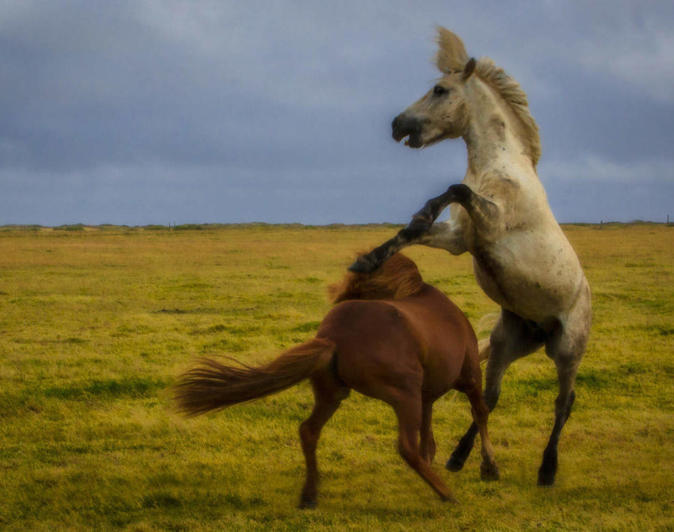 The Icelandic Horse – All you Need to Know About this Beautiful Breed