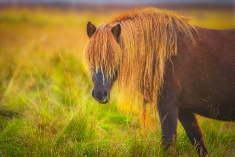 Iceland Horses